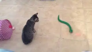 Snake Cat Toy