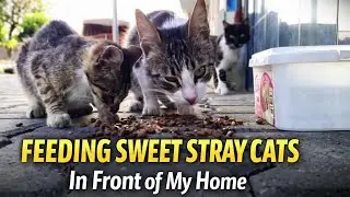 Feeding Sweet Stray Cats in Front of My Home 🐾❤️