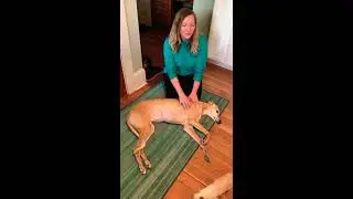 Shoulder stretches and scapula glides