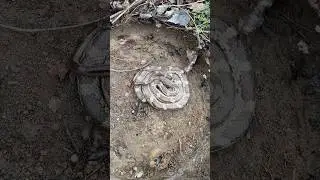 The Tires Never Fail! Adult Gray Ratsnake