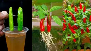 Amazing water propagation for grow chili plant by chili || Best method for planting