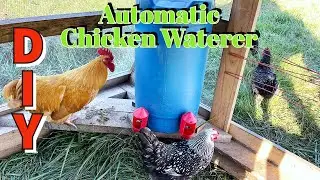 Build your own DIY Automatic Chicken Water #diy #farmlife #chicken #water