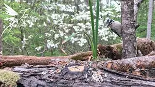 Backyard birds of the southeast with sound