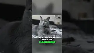 Russian Blues The Secret to Cat Happiness Revealed #shorts  #russianbluecats