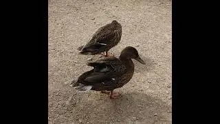 Hygiene Time #Shorts #Ducks #Hygiene