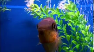 Festivum Gets Up Close and Personal
