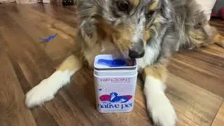 Native Pet Hip & Joint Supplement Review | Support for Active Dogs