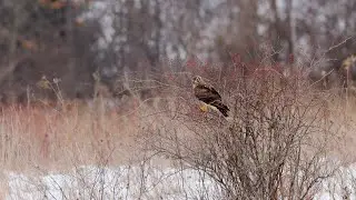 Northern Harrier Hawk Bush Launch