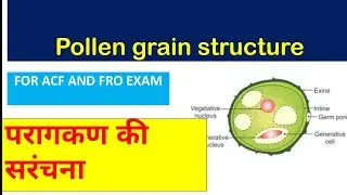 pollen grain structure in hindi ( for RPSC ACF AND FRO EXAM )