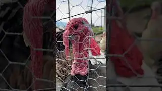 M&auml;dliche Truth&auml;hne kommunizieren....#truthan #turky #animals #funny #gefl&uuml;gel #truthen
