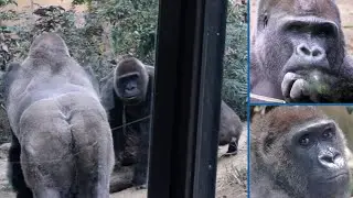 Gorilla Couple Conscious Of Each Other | The Momotaro Family | Kyoto City Zoo