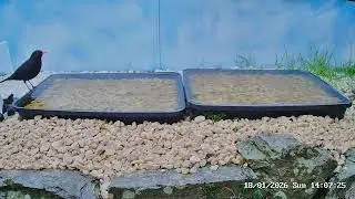 Blackbird and robin, 18th January 2026