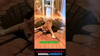 Ranking The BEST Funny Animal Videos of 2026 #ranking #viral #funny