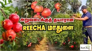 Reecha Pomegranate Garden Secrets | Best Farm House in Sri Lanka | BK in Reecha