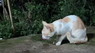A cat is trying to remove a fish bone stuck in its teeth.