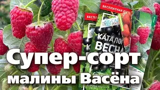 ЭТОТ СОРТ МАЛИНЫ УДИВИЛ МЕНЯ БОЛЬШЕ ОСТАЛЬНЫХ.  ОБЯЗАТЕЛЬНО ПОСАЖУ НА СЛЕДУЮЩИЙ ГОД