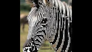 ZebraFunction- Endless Crew -jammed by Matt Black on Coldcut's beat app Jamm Pro