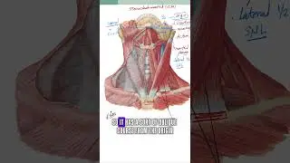 sternocleidonastoid muscle | MRCS part B