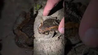 funny frog videos try not to laugh | frog jumping and laughing | tep longheng funny