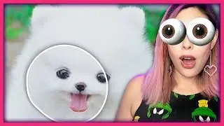 Wholesome Eye Tracking Challenge