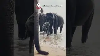 #elephant video 03