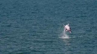 What is causing the demise of Hong Kong's pink dolphins?