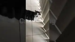 Tabby cat hissing