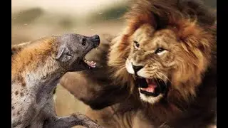 WILD ANIMAL | animal nature ducumentary | predator of grasslands