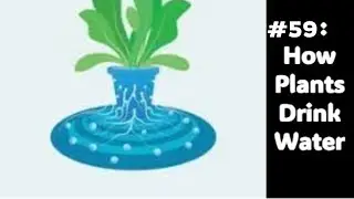 Let's Explore Topic 59 : I Wonder How Plants Drink Water?