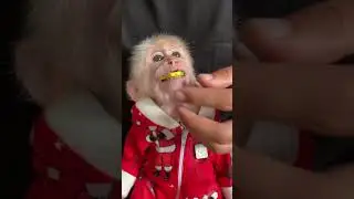 bobo eat raw pumpkin❤️❤️