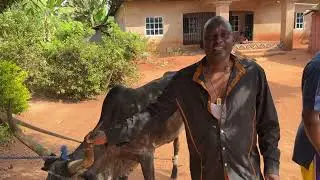Mr. Isaac Izoya&lsquo;s  Cow presentations and preparations towards Eng. Irabor&lsquo;s  House Warming 
