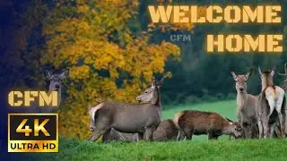 Welcome Home by Nathan Moore | Copyright Free Music