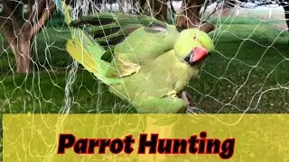 Parrot ka shikar || Parrot pakdne ka tarika || Amazing parrot hunting #ringneckparrot