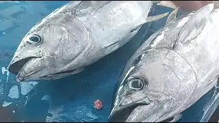 Live 25 Oct 25 🔥🔥 EXPLORING FRESH FISH CUTTING ACTIVITIES AT THE LARGEST FISH MARKET IN SORONG CITY