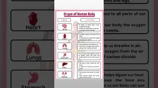 Organ of human body #medical #biology #viralshort #education #follow #anatomy #anatomy #viralvideo