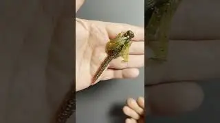 Best Fishing Lures! FishLab Flutter Nymph #shorts #bassfishing #fishing