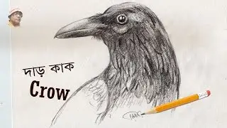 crow portrait