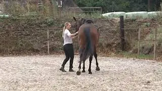 Doris Handwerk 20-8-2018 | Paard in Balans