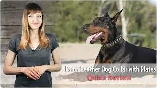 Beautiful Leather Dog Collar with Plates - Chic Pawzz - Review