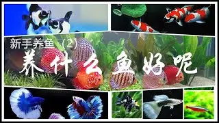 【新手养鱼2】什么鱼好看又好养?哪些鱼可以混养What  fish is good looking and easy to keep?Which fish can be mixed together