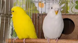 cute birds 🐤🕊️❤️