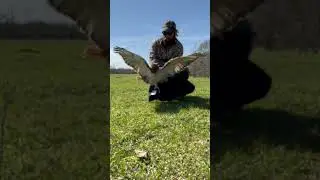Red Tailed Hawk With Broken Wing