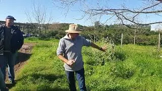 Irrigação de Nogueira Pecan no Sul do Brasil