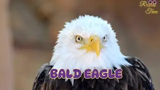 Bald Eagle + Amazing Facts About Bald Eagle + RhymeTime nursery rhymes & kids songs