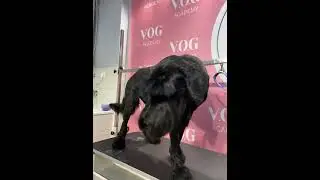 Giant Schnauzer Grooming ✂️ Elegant Full Trim and Stylish Finish