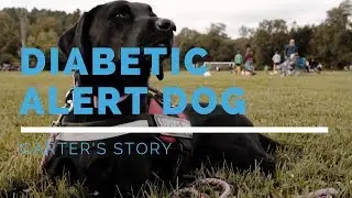 Diabetic Alert Dog Feature: Carter's Story