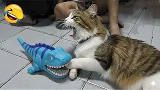 Funniest Cats and Dogs Clips 2026🐶❤️Try Not To Laugh🐶