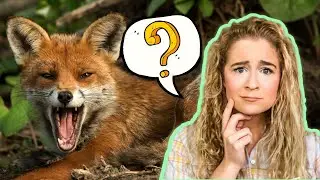 Why Do Foxes Scream At Night? Y tho?