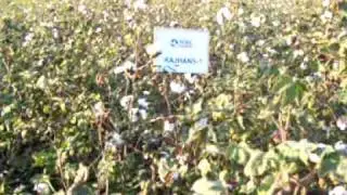 Cotton Plant - Cotton seed - Rajhans 1 from MRC Seeds