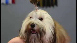 Simple Non-Poodle Topknot